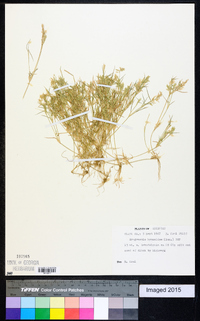 Eragrostis hypnoides image