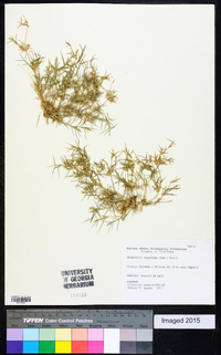 Eragrostis hypnoides image