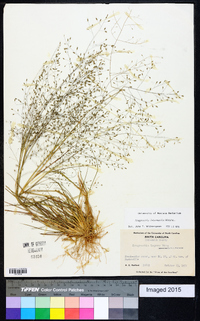 Eragrostis intermedia image