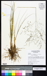 Eragrostis intermedia image