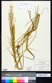 Eragrostis japonica image