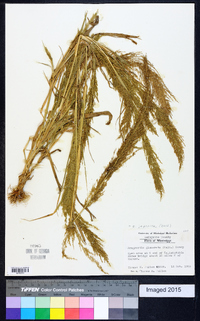 Eragrostis japonica image