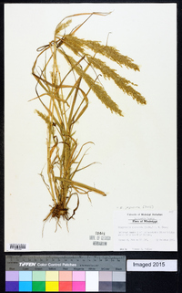 Eragrostis japonica image