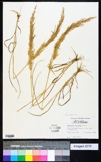 Eragrostis japonica image