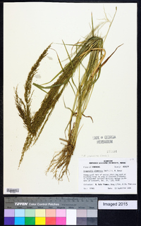 Eragrostis japonica image