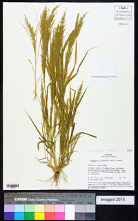 Eragrostis japonica image