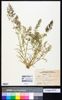 Eragrostis minor image