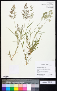 Eragrostis minor image