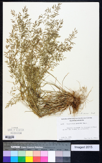 Eragrostis minor image