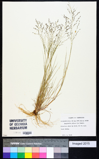 Eragrostis pilosa image