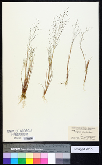 Eragrostis pilosa image