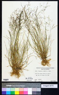 Eragrostis pilosa image