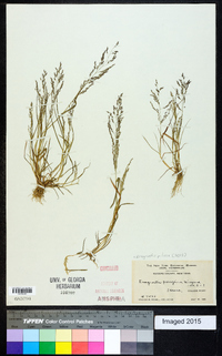 Eragrostis pilosa image