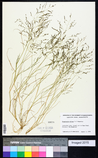 Eragrostis pilosa image