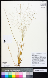 Eragrostis refracta image