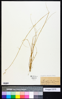 Eragrostis refracta image