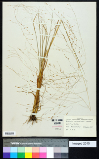 Eragrostis refracta image