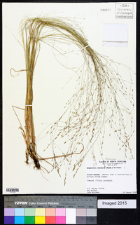 Eragrostis refracta image