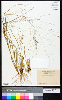 Eragrostis refracta image