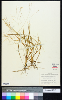 Eragrostis refracta image