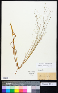 Eragrostis refracta image