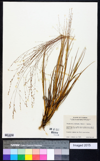 Eragrostis refracta image