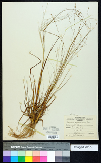 Eragrostis refracta image