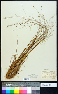 Eragrostis refracta image