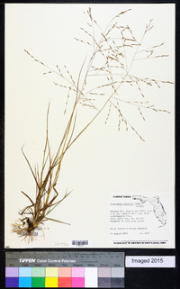 Eragrostis refracta image