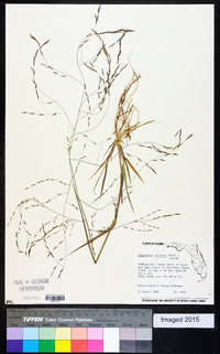 Eragrostis refracta image