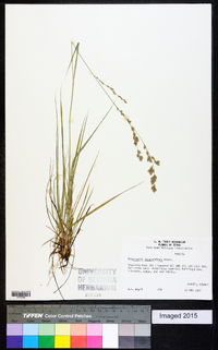 Eragrostis secundiflora image