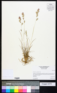 Eragrostis secundiflora image