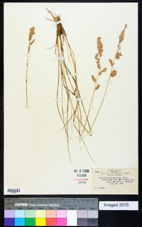 Eragrostis secundiflora image