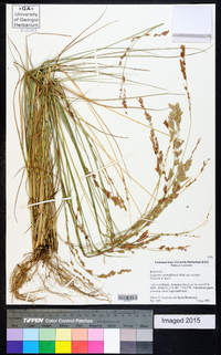 Eragrostis secundiflora image