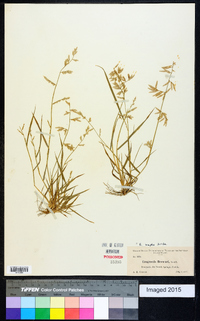 Eragrostis simplex image