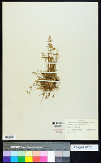 Eragrostis simplex image