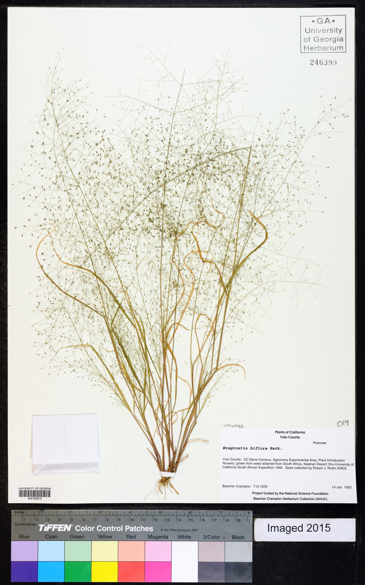 Eragrostis biflora image