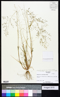 Eragrostis mexicana image