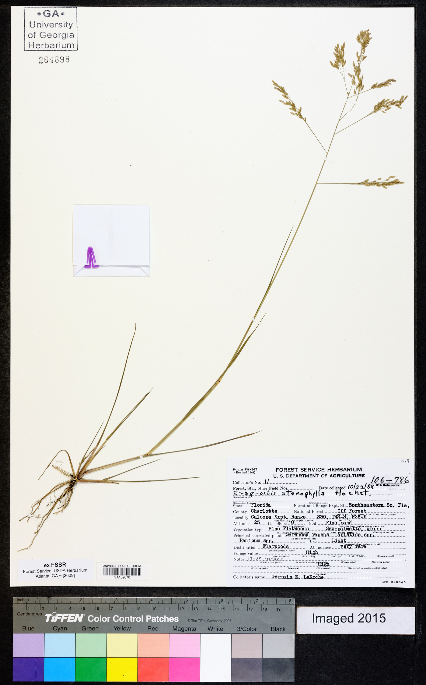 Eragrostis gangetica image