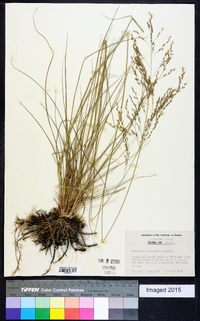Eragrostis gangetica image