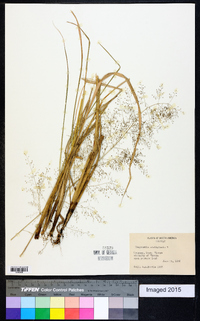 Image of Eragrostis acutiglumis