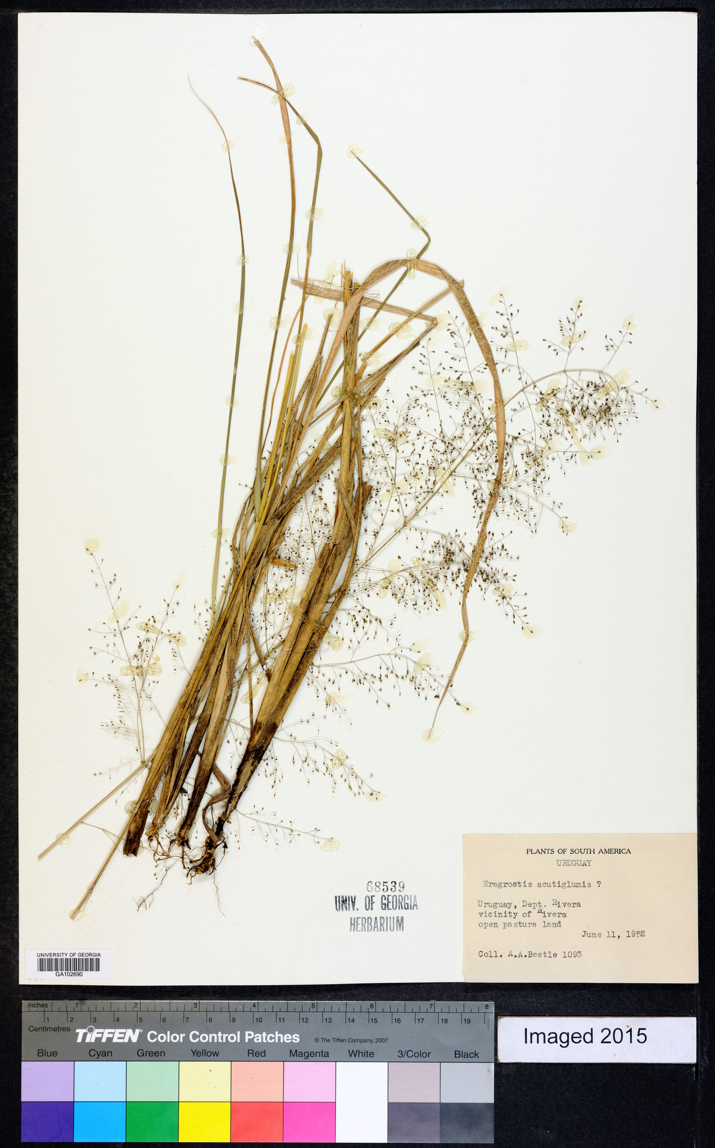 Eragrostis acutiglumis image