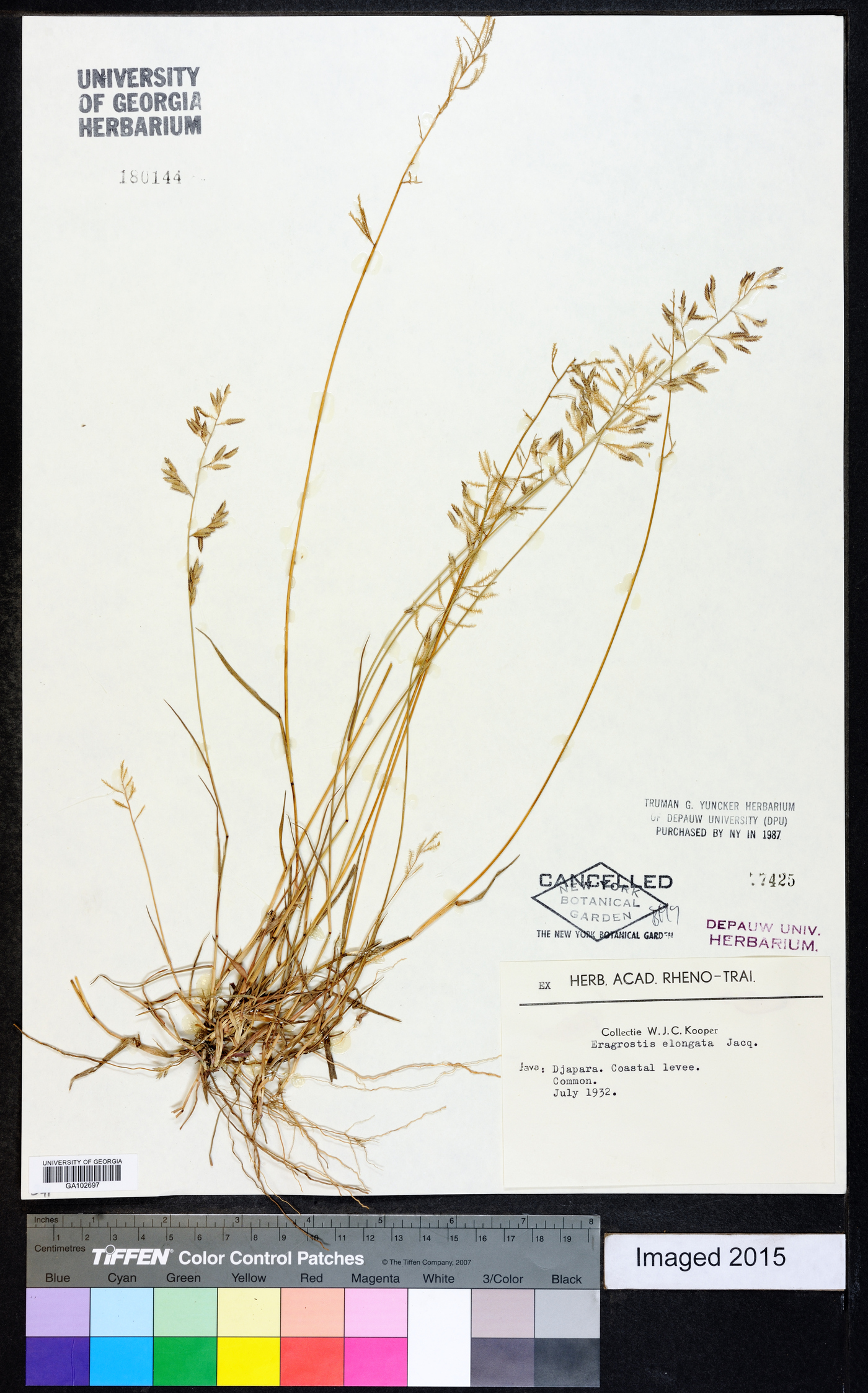 Eragrostis elongata image