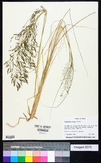 Eragrostis erosa image