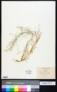 Eragrostis lugens image