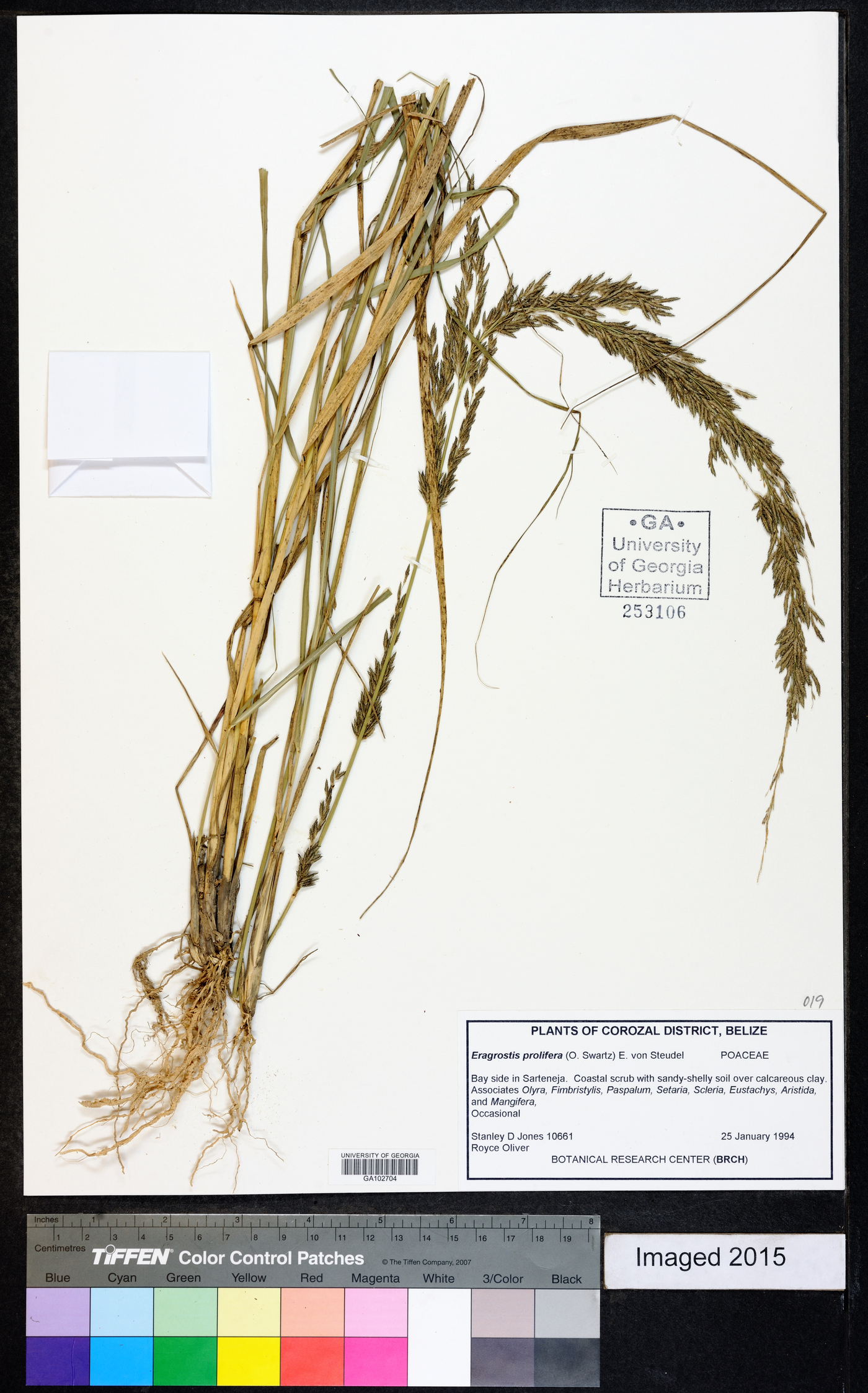 Eragrostis prolifera image