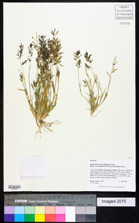 Eragrostis mexicana image