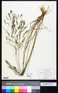 Eragrostis nutans image