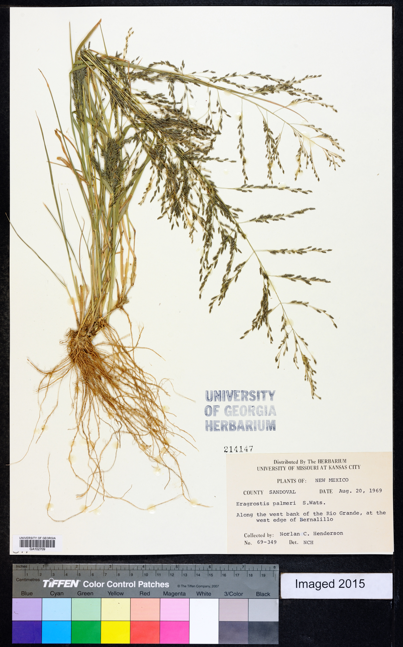 Eragrostis palmeri image