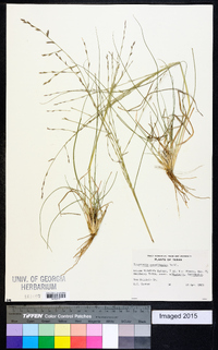 Eragrostis sessilispica image